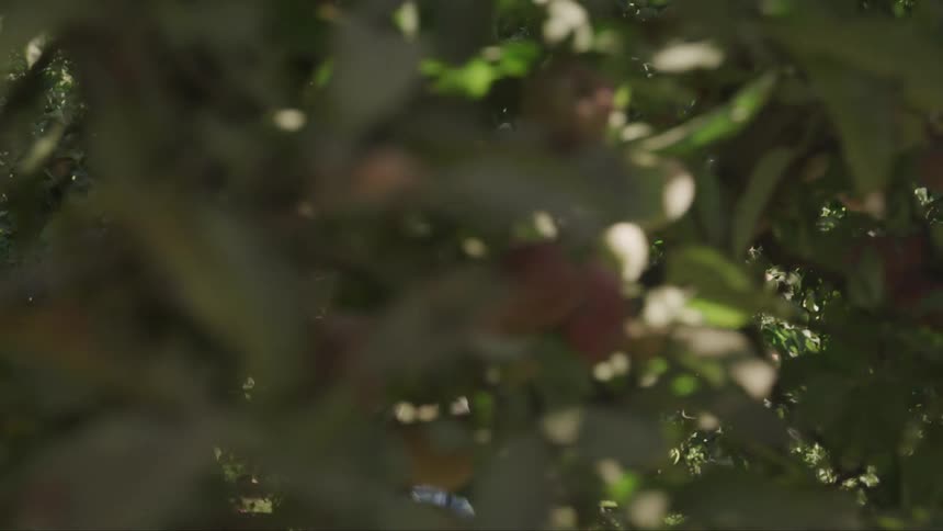 Woman carrying a basket of fruit through the orchard
