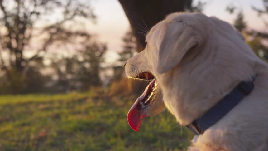 A light colored labrador retriever with its tongue hanging out in an outdoor setting at sunset