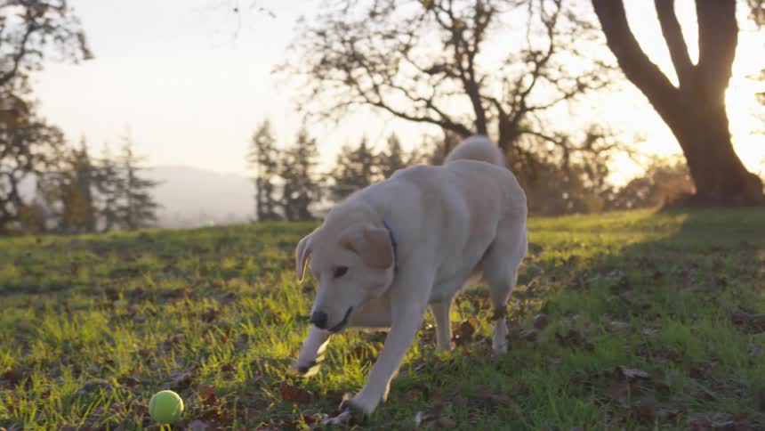 A footage of a dog playing