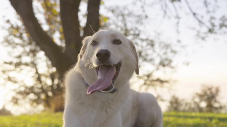 Dog in the park happy looking around with his mouth open