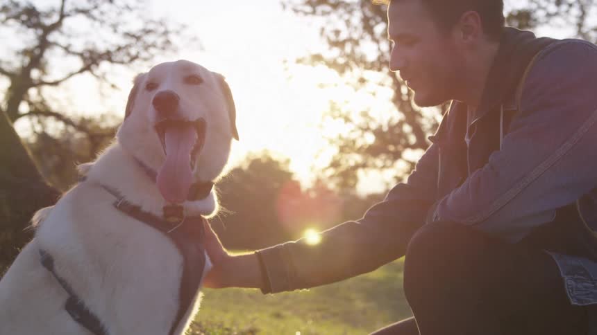 Man interacts with a dog while in a field neara couple of trees during the daytime