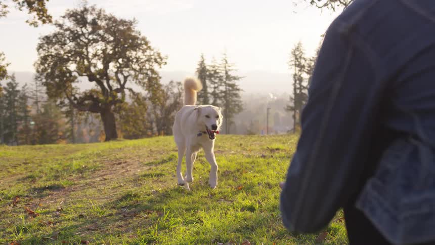 An adult plays outdoors on a hilltop with a white dog on an autumn day