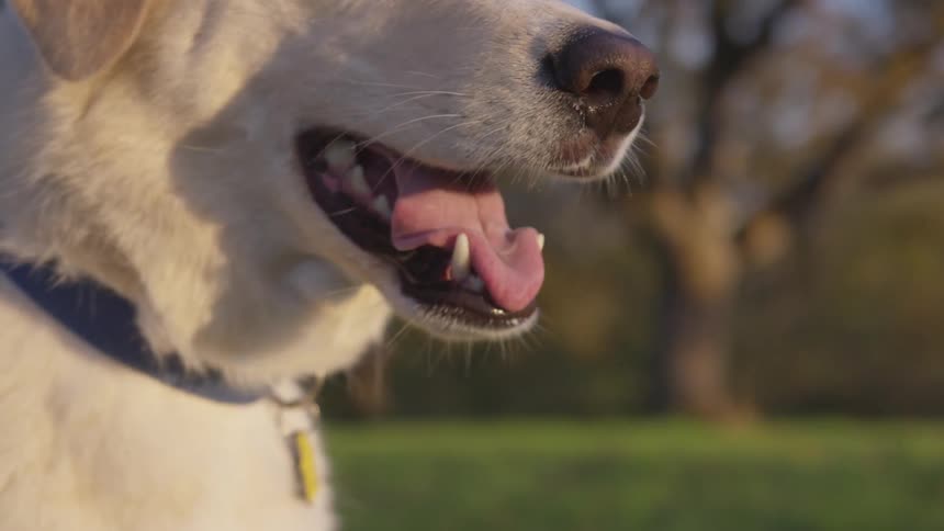 The snout and mouth of a light colored dog with its tongue slightly protruding in an outdoor setting