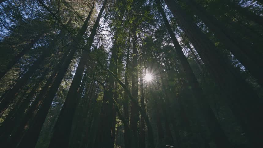 Sunlight shines down through the canopy of trees in a forest
