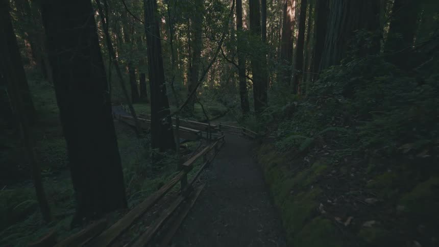 A small trail runs through the dark forest