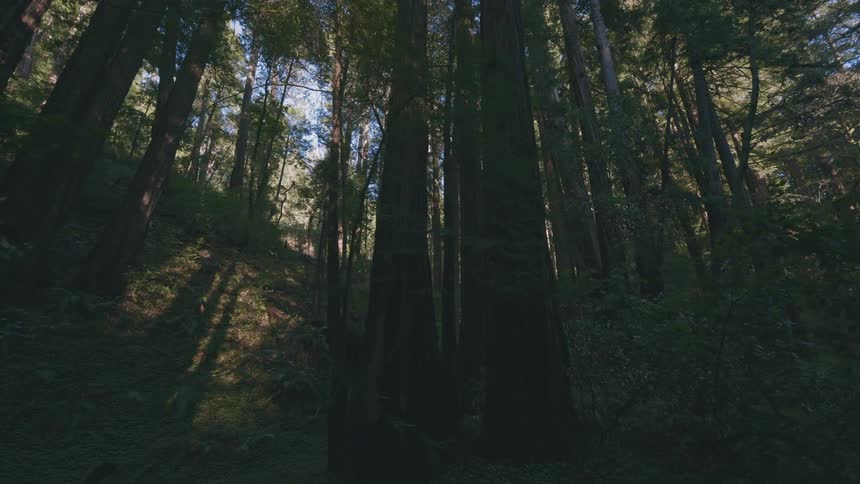 A forest is so dense that sunlight barely breaks through