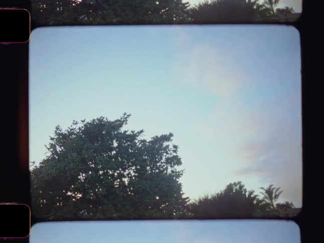 The tops of trees reach up to a clear sky