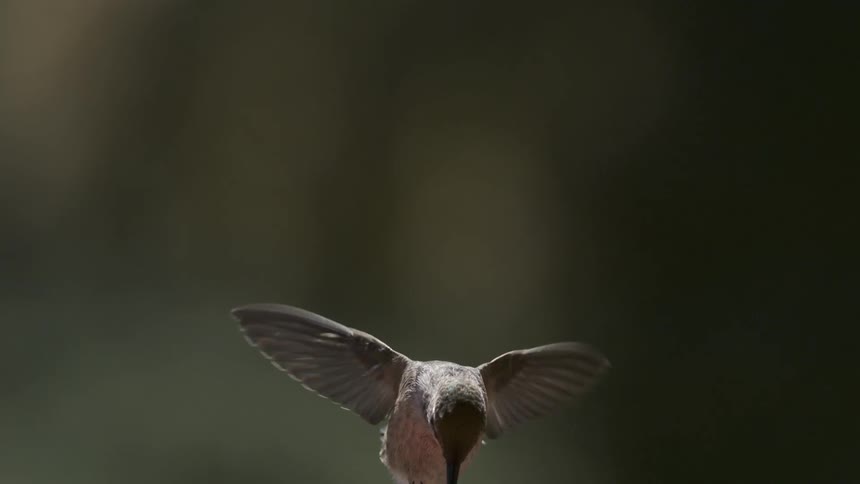 A footage of a bird flyingand humming