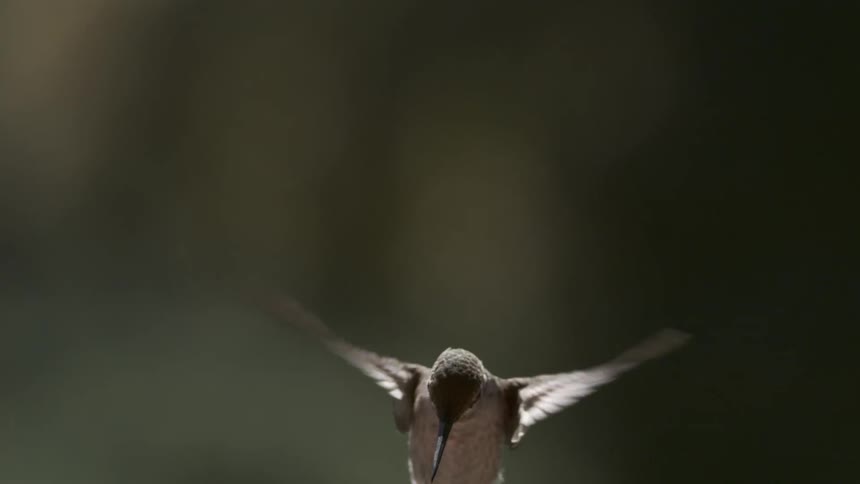 A hummingbird facing directly forward with wings outstretched hovers in midair before it starts to descend moving slightly below the center of the shot
