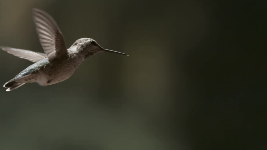 Bird that flies and stays in the same position for a long time then descends downward