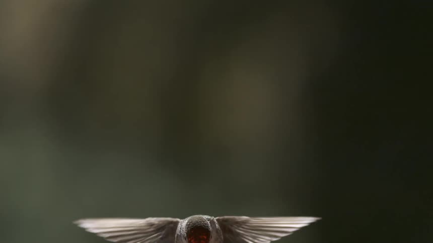 Red throated hummingbird hovers lower to dip its head before rising again