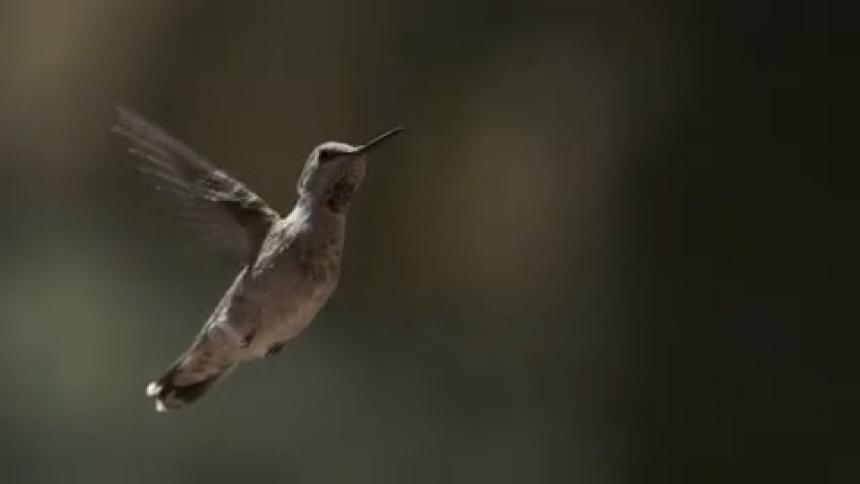 A bird flies in the air