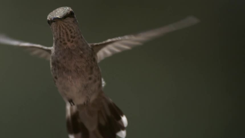 They grey hummingbird floats around