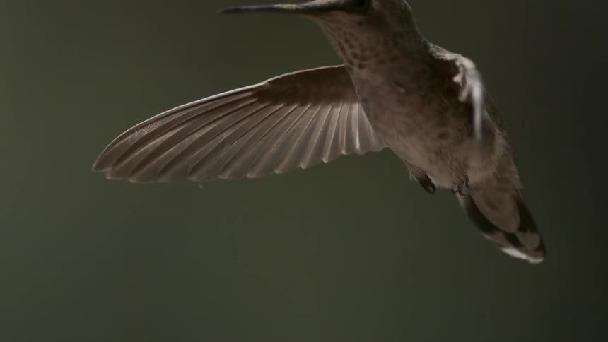 Hummingbird flying through the air