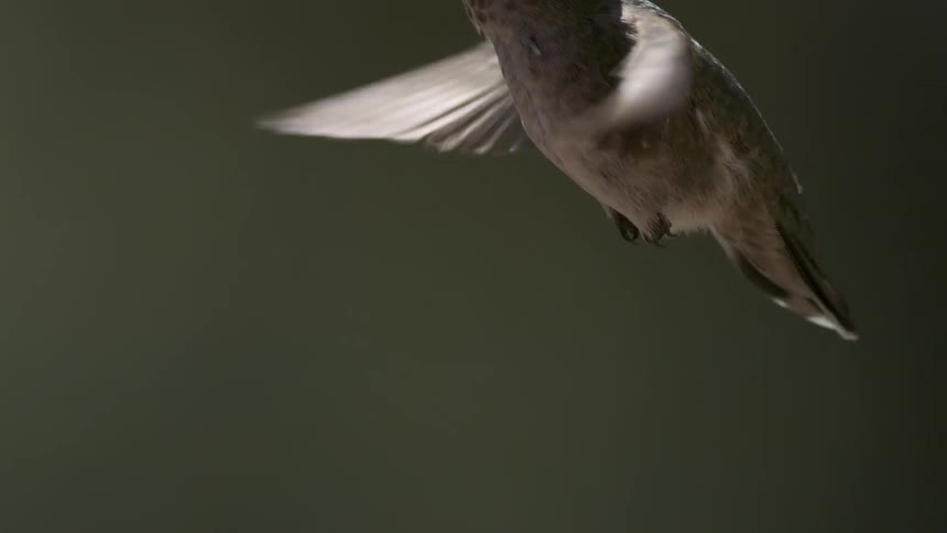 A footage of a bird flying
