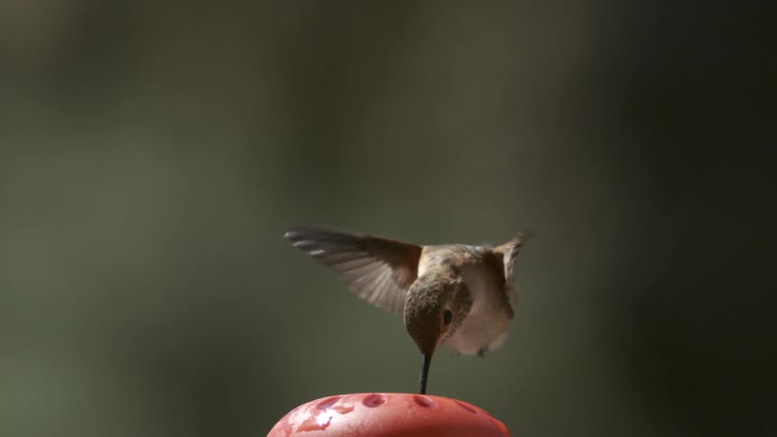 A bird flies in the air