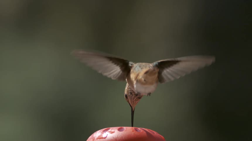 A bird flies in the air