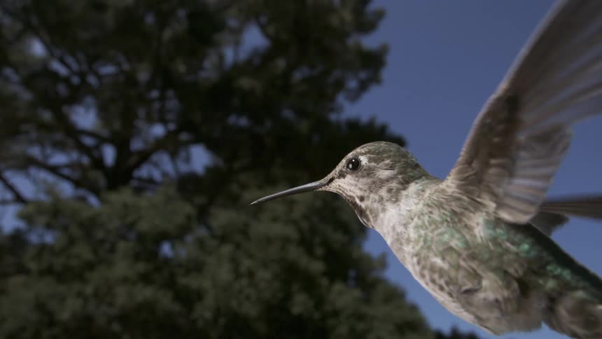 A close up of a hummingbird flying against a tree and a clear blue sky