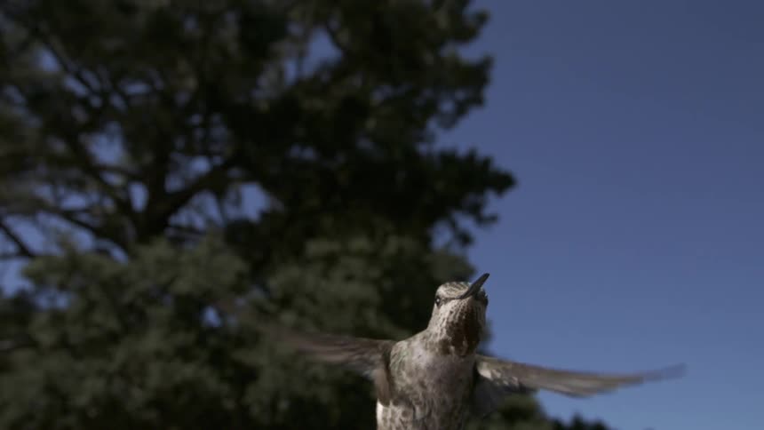 A hummingbird flying above a flower on a sunny day