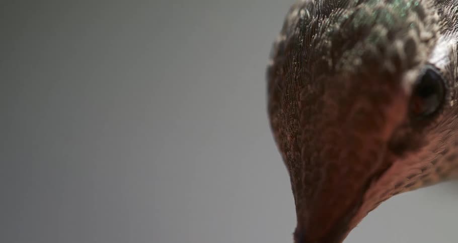 Head of a bird flying