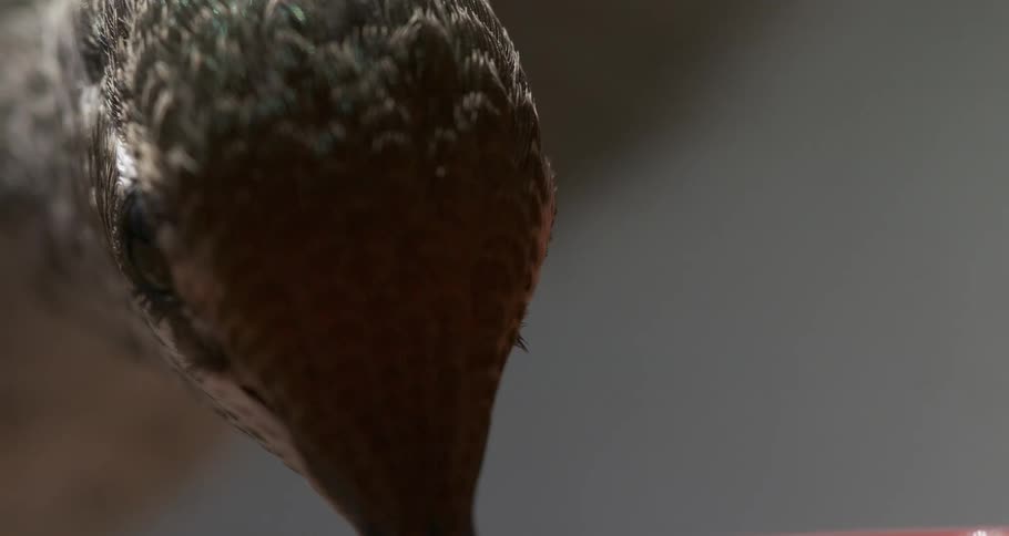 Anna's Hummingbird Feeding Tongue Visible Super Slow Motion Eye Visible
