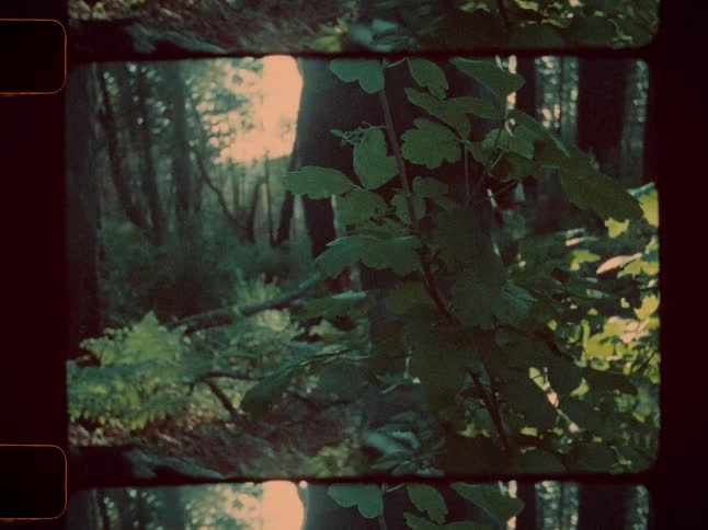 A man is hiking through the woods