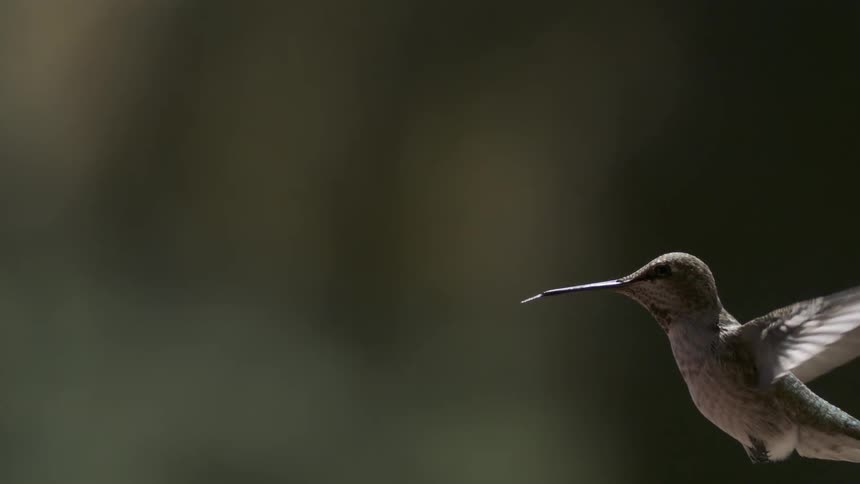 Hummingbird sticking its tongue in and out in mid flight