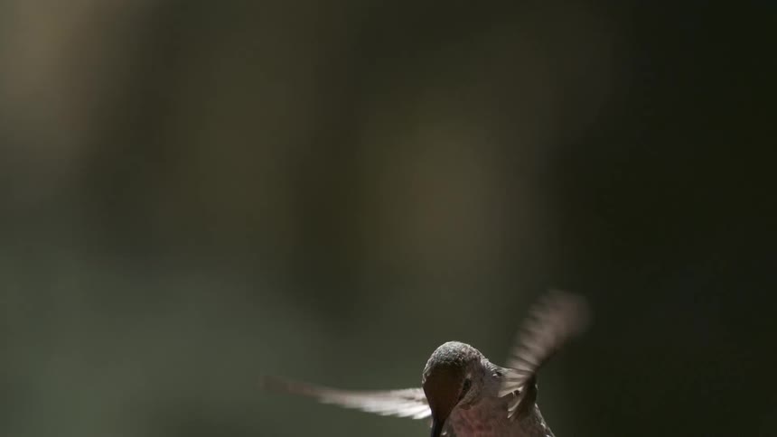 The bird flies up on a sunny day