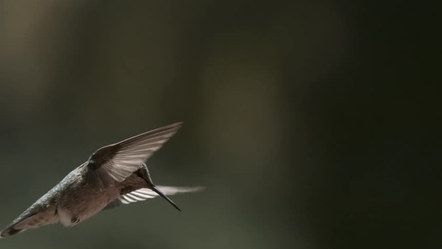 Hummingbird flying and moving to the right