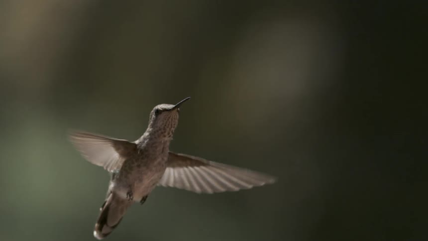 A bird flies in the air