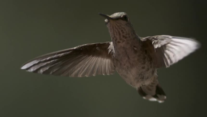 A close up of a hummingbird flying against a green blurry background