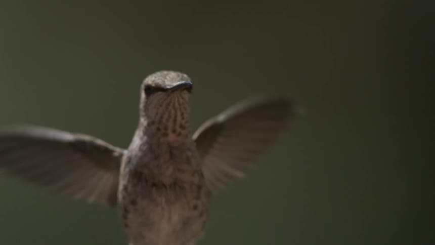 Hmmingbird close up in mid flight then flying away