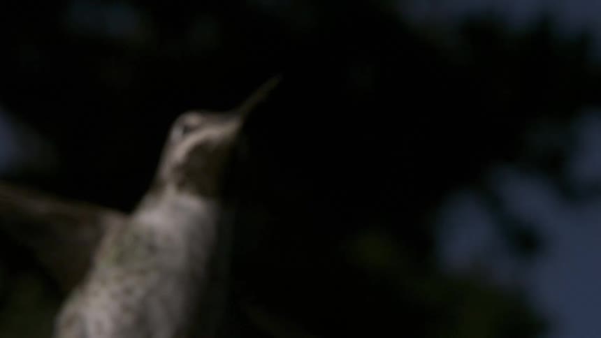 Hummmingbird in mid flight in slow motion at night