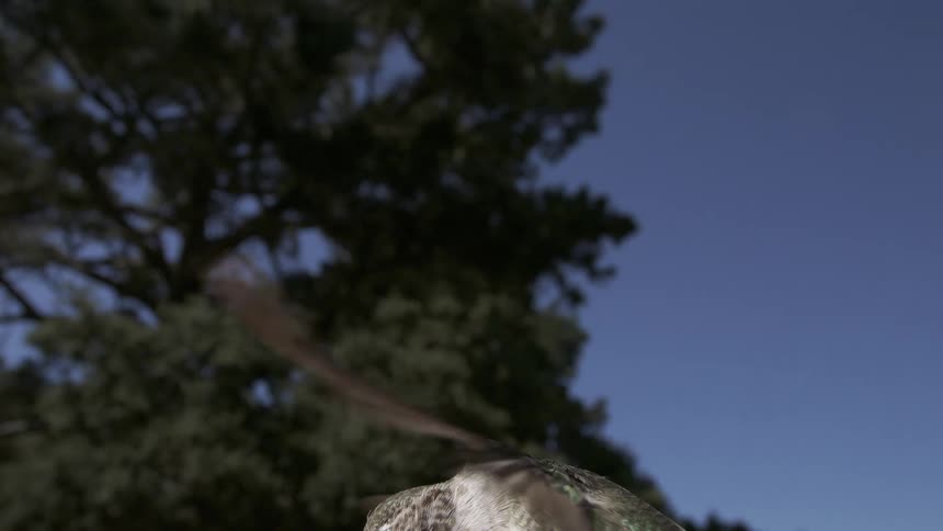 Anna's Hummingbird Flying Feeding Hovering in Slow Motion