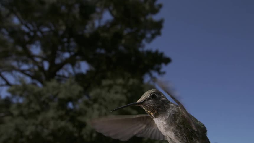 Hummingbird flying through the air