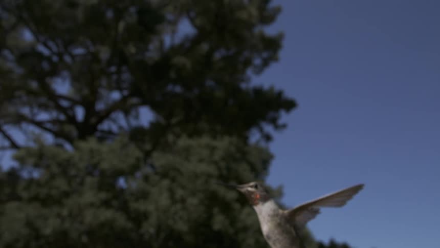 Anna's Hummingbird Flying Feeding Hovering in Slow Motion