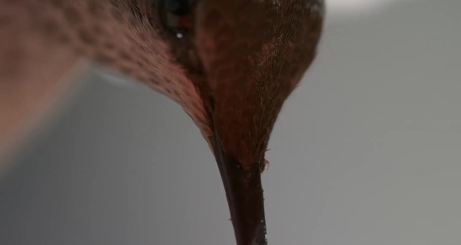 Anna's Hummingbird Enters Frame Macro Side Profile Shot while Feeding Slow Motion