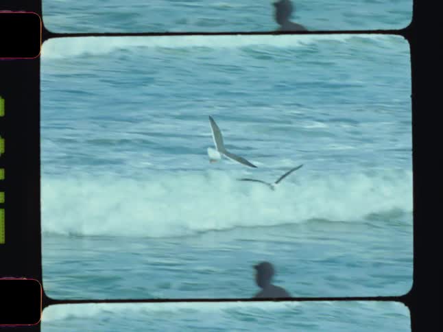 Seagulls swoop close to the ocean with people in the water nearby