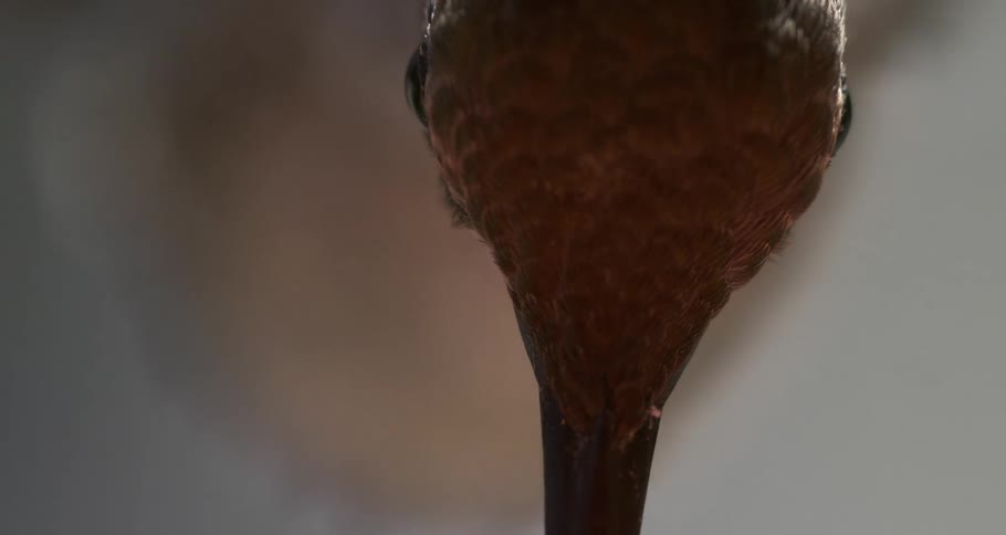 Anna's Hummingbird Enters Center Frame to Feed Macro Close Up
