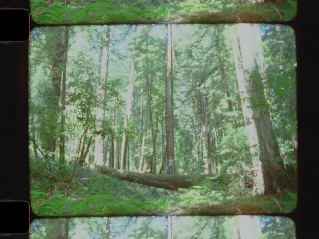 Landscape on a forest