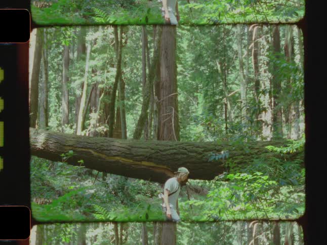 Male standing in the forest looking up at the big trees and walking away