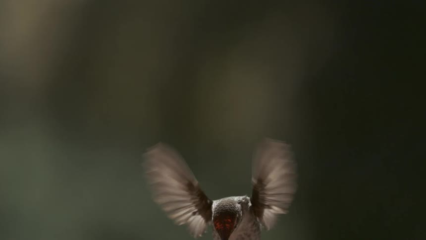 Hummingbird flying through the air
