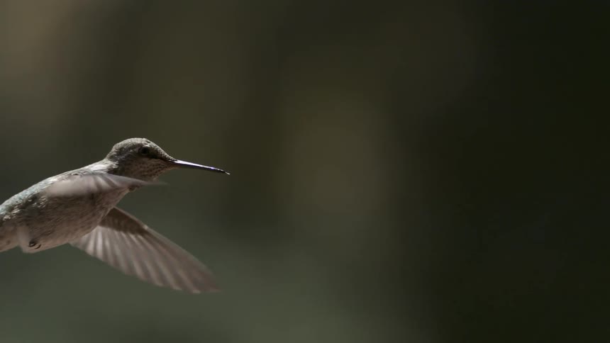A hummingbird is traveling in the air