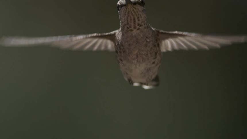 A hummingbird hovers then moves up a little and hovers again