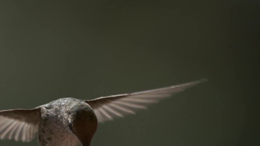 A bird flies in the air