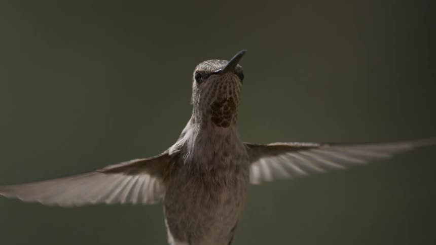 A bird flies in the air