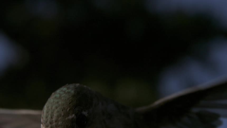A bird moves its wings very fast