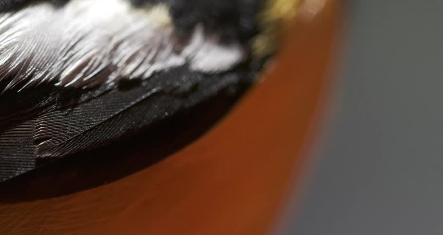 Hooded Oriole Slow Motion Close Up of Feathers