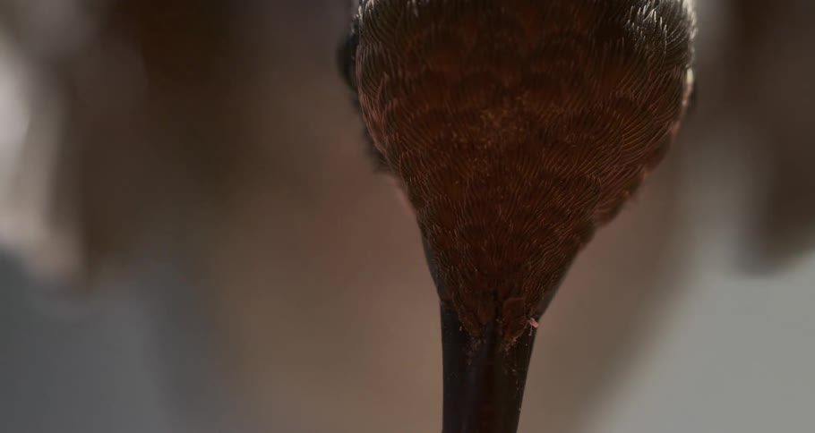 The head of a hummingbird with brown and gray feathers its long beak extending downwards against a blurred background