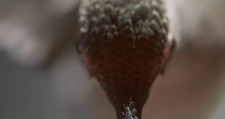 Anna's Hummingbird Feeding Close Up Macro Slow Center Frame Shallow Depth of Field